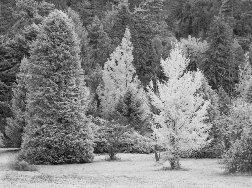 WI901 Bedgebury 10 11 24